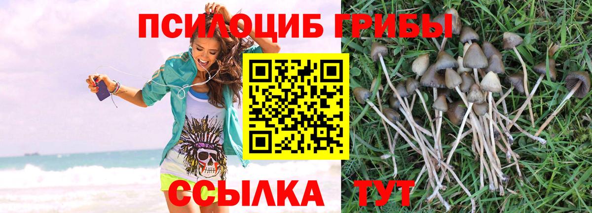 Псилоцибиновые грибы Psilocybine cubensis Дзержинский
